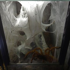Tarantula Terrarium