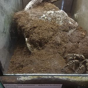Tarantula Terrarium