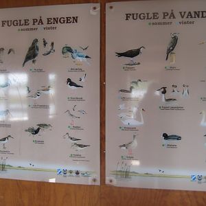 Randers Naturcenter - Wild birds in the area