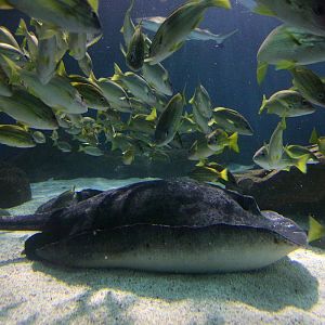 Round ribbontail ray and group of Yellow-lined grunter