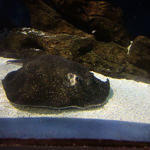 Porcupine ray