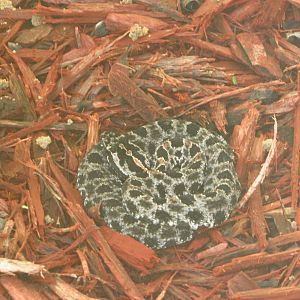 Don't Tread On Me!!!!