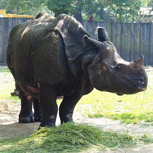 Indian rhinoceros (Rhinoceros unicornis) Johanna, 2019-06-26