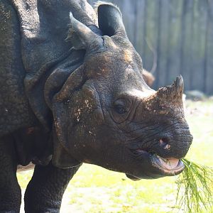 Indian rhinoceros (Rhinoceros unicornis) Johanna, 2019-06-26