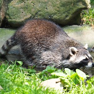 Raccoon (Procyon lotor), 2019-06-26