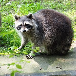 Raccoon (Procyon lotor), 2019-06-26