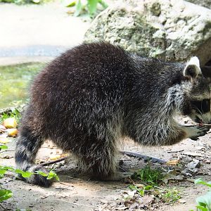 Raccoon (Procyon lotor), 2019-06-26