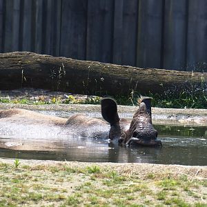 Indian rhinoceros (Rhinoceros unicornis) Johanna in the pool, 2019-06-26