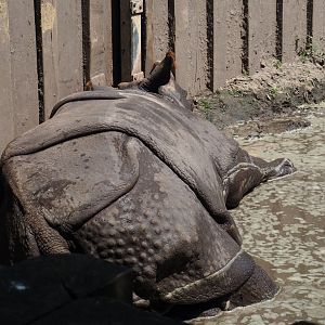 Indian rhinoceros (Rhinoceros unicornis) Karamat in the mud pool, 2019-06-26