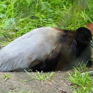 Grey-winged trumpeter (Psophia crepitans), 2019-06-26