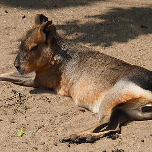 Patagonian cavy (Dolichotis patagonum), 2019-06-26