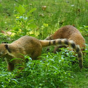 Ring-tailed coatis (Nasua nasua), 2019-06-26