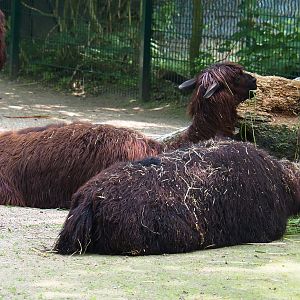 Alpacas (Vicugna pacos), 2019-06-26