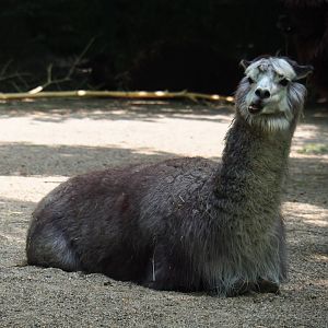 Alpaca (Vicugna pacos), 2019-06-26