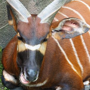 Mountain bongo (Tragelaphus eurycerus isaaci), 2019-06-26