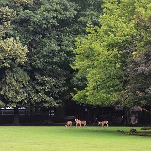 Impala in Savannah Enclosure at Krefeld, 15/06/19