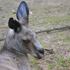 Eastern Grey Kangaroo at Krefeld, 15/06/19