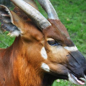 Mountain bongo (Tragelaphus eurycerus isaaci), 2019-06-26