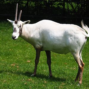 Arabian oryx (Oryx leucoryx), 2019-06-26