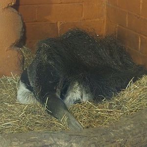 Sleeping giant anteater (Myrmecophaga tridactyla), 2019-06-26