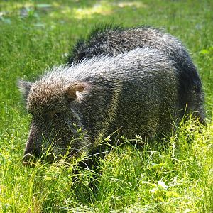 Chacoan peccary (Catagonus wagneri), 2019-06-26