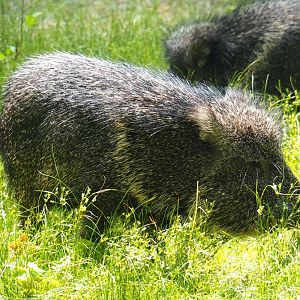 Chacoan peccary (Catagonus wagneri), 2019-06-26