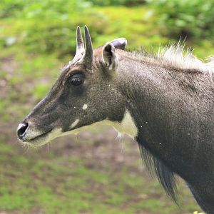 Nilgai at Krefeld, 15/06/19