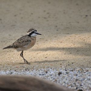 Kittlitz's Plover at Krefeld, 15/06/19