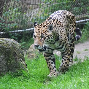 Jaguar at Krefeld, 15/06/19