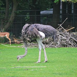 Impala, Ostrich and Greater Kudu at Krefeld, 15/06/19