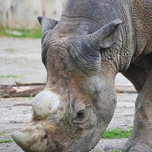 Eastern Black Rhinoceros at Krefeld, 15/06/19