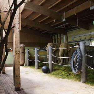 Asian Elephant Indoor Enclosure at Krefeld, 15/06/19