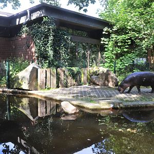 Pygmy Hippo Outdoor Enclosure at Krefeld, 15/06/19