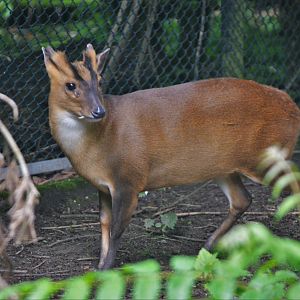 Taiwanese Reeves' Muntjac at Krefeld, 15/06/19