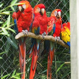 Scarlet macaws (Ara macao), 2019-06-26
