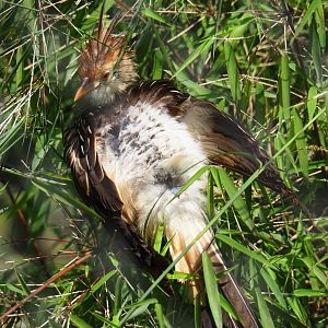 Guira cuckoo (Guira guira), 2019-06-26