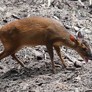 Reeves's muntjac (Muntiacus reevesi), 2019-06-26