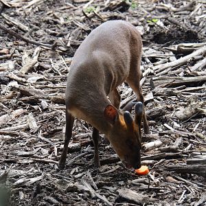 Reeves's muntjac (Muntiacus reevesi), 2019-06-26