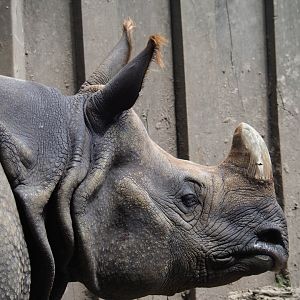 Indian rhinoceros (Rhinoceros unicornis) Karamat in the mud pool, 2019-06-26