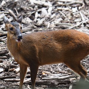 Reeves's muntjac (Muntiacus reevesi), 2019-06-26