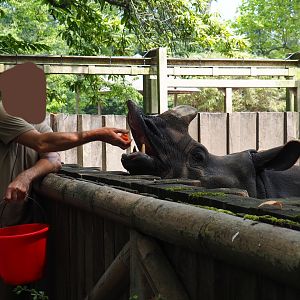 Keeper feeding Indian rhinoceros (Rhinoceros unicornis) Karamat, 2019-06-26