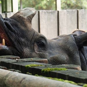 Indian rhinoceros (Rhinoceros unicornis) Karamat being fed by keeper, 2019-06-26