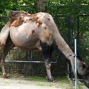 Bactrian camel (Camelus bactrianus) drinking, 2019-06-26