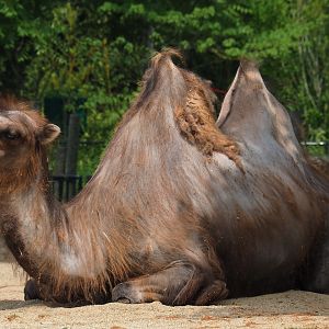 Bactrian camel (Camelus bactrianus), 2019-06-26