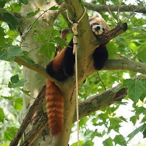 Red panda (Ailurus fulgens), 2019-06-26