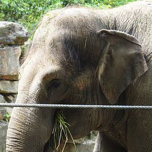 Asian elephant (Elephas maximus) Kai-Mook, 2019-06-26