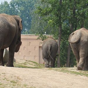 Asian elephants (Elephas maximus) Yu Yu Yin, Tun Kai and Suki, 2019-06-26