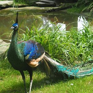 Green peafowl (Pavo muticus), 2019-06-26
