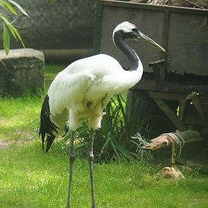 Red-crowned crane (Grus japonensis), 2019-06-26