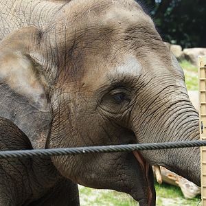 Asian elephant (Elephas maximus) Kai-Mook, 2019-06-26